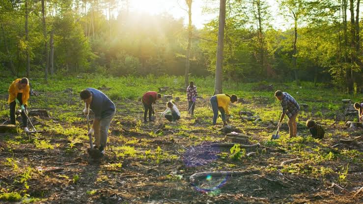 Exploring the Rise of Plant-Based Diets: Benefits and Challenges